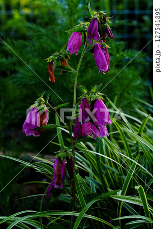 植物図鑑シリーズ ホタルブクロ 植物図鑑シリーズ ホタルブクロ 127541895