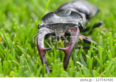 Macro shot of a European stag beetle in the grass. Close-up of a male European stag beetle. Concept of endangered species and protected insects 127542480