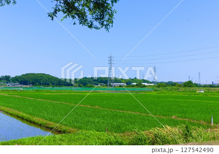 千葉県柏市手賀沼周辺2025年6月 千葉県柏市手賀沼周辺2025年6月 127542490