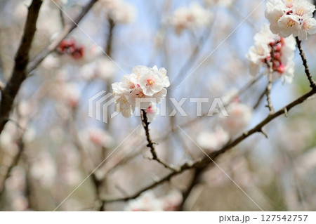 アンズの花　ゴールチャート 127542757