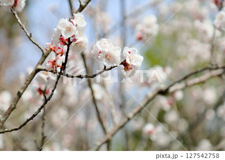 アンズの花 ゴールチャート アンズの花 ゴールチャート 127542758