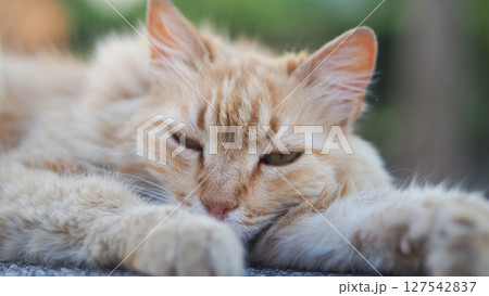 Orange cat relaxing in warm sunlight outdoors 127542837