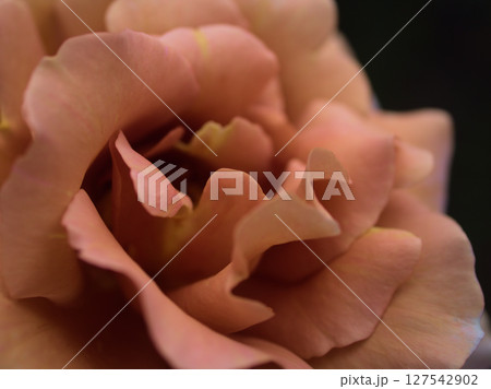 5月に美しく咲いた茶色のバラ「ジュリア」 5月に美しく咲いた茶色のバラ「ジュリア」 127542902