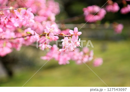 早咲桜の花 カワヅザクラ 早咲桜の花 カワヅザクラ 127543097