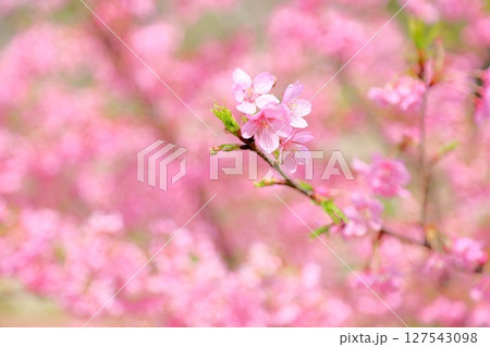 早咲桜の花　カワヅザクラ 127543098