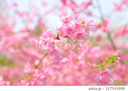 早咲桜の花 カワヅザクラ 早咲桜の花 カワヅザクラ 127543099