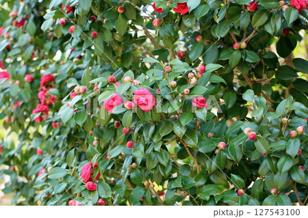 咲始め ツバキの花 咲始め ツバキの花 127543100