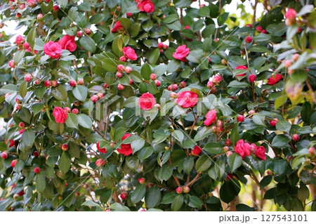 咲始め　ツバキの花 127543101