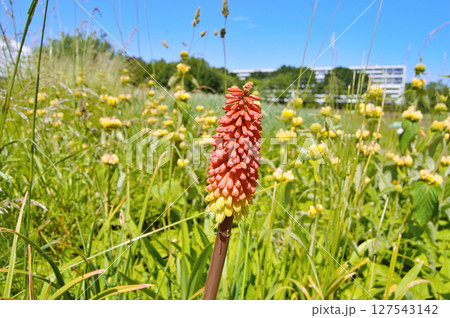 Knofflers or Poker plants with spikes of upright brightly coloured flowers in shades of red orange and yellow 127543142