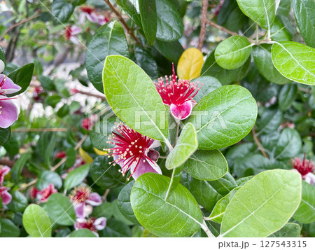 フェイジョアの花 フェイジョアの花 127543315
