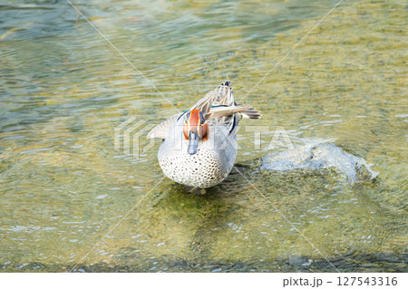 水辺で休むコガモのいる風景 水辺で休むコガモのいる風景 127543316
