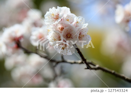 アンズの花　ゴールチャート 127543324