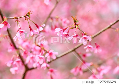 早咲桜の花　おかめ 127543329