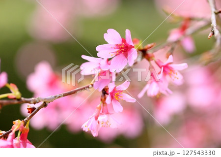 早咲桜の花　おかめ 127543330