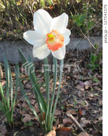 春の花壇に美しく咲くスイセン（クチベニズイセン　口紅水仙） 127543379