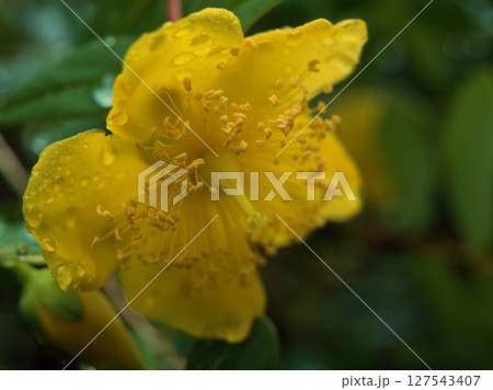 雨の6月に美しく咲いた黄色いヤマキンシバイ 127543407