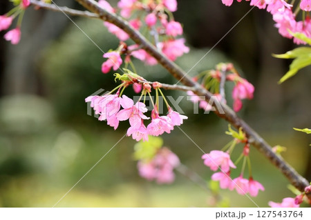 早咲桜の花　カワヅザクラの花 127543764