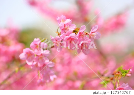 早咲桜の花 カワヅザクラ 早咲桜の花 カワヅザクラ 127543767