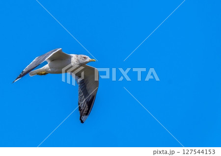 青空バックにさっそうと飛ぶセグロカモメ 青空バックにさっそうと飛ぶセグロカモメ 127544153