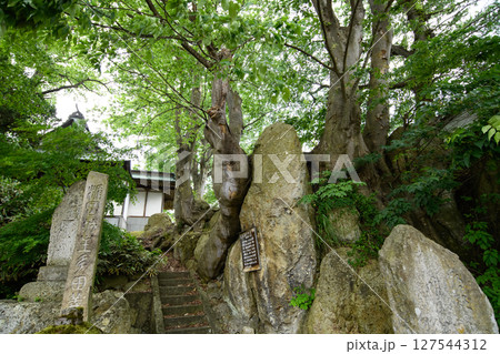 岩塊上に建つ愛宕神社の天然ケヤキ林 三島けやき 天然記念物 山形県 岩塊上に建つ愛宕神社の天然ケヤキ林 三島けやき 天然記念物 山形県 127544312