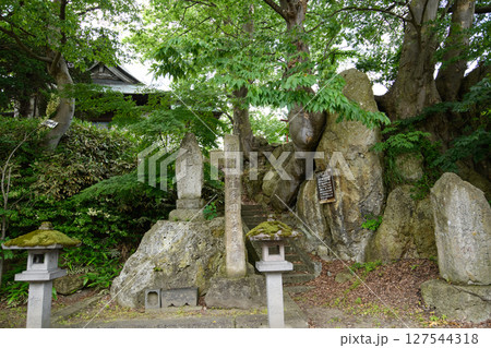 岩塊上に建つ愛宕神社の天然ケヤキ林 天然記念物 山形県 岩塊上に建つ愛宕神社の天然ケヤキ林 天然記念物 山形県 127544318