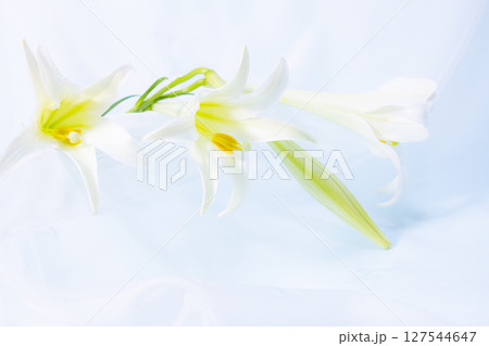 白いユリと布の優しい背景 127544647