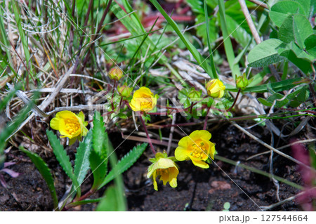 礼文島の花々 127544664