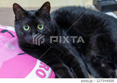 黒猫 黒猫 127544800
