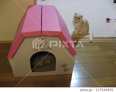 家に入るのを待っている猫 127544850