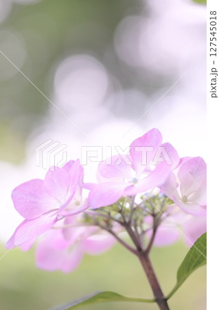 玉ボケとピンク色のガクアジサイ 玉ボケとピンク色のガクアジサイ 127545018