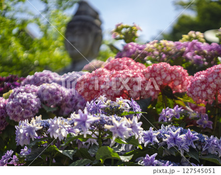 壺阪寺のあじさいの花 127545051