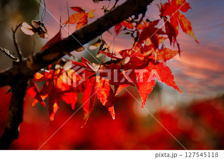 秋の彩りに包まれる紅葉 秋の彩りに包まれる紅葉 127545118