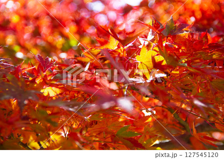 秋の彩りに包まれる紅葉 秋の彩りに包まれる紅葉 127545120