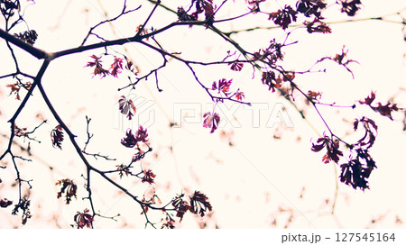 樹木イメージ 樹木イメージ 127545164