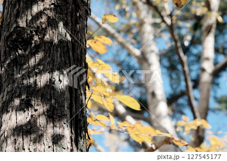 北海道の美しい紅葉 127545177