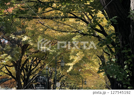 北海道の美しい紅葉 北海道の美しい紅葉 127545192