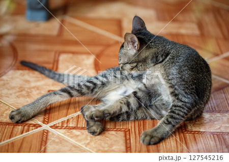 Portrait of tabby cat with green eyes scratching its face, showing signs of itching or possible parasitic skin issue 127545216
