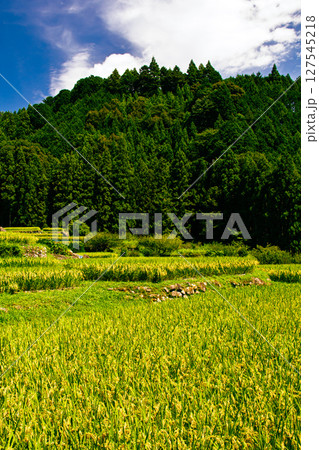 稲穂、里山、林、山 稲穂、里山、林、山 127545218