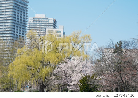 美しく咲き誇る桜	 127545410