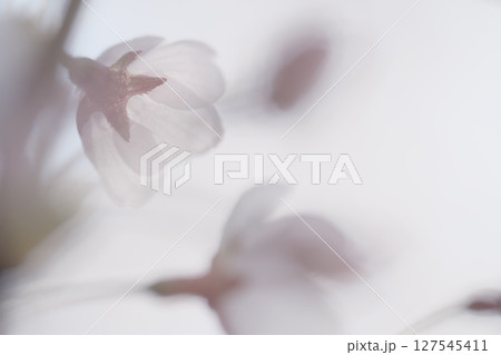 美しく咲き誇る桜 美しく咲き誇る桜 127545411
