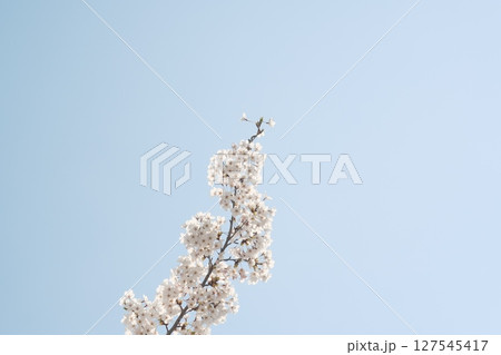 美しく咲き誇る桜	 127545417