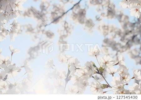 美しく咲き誇る桜	 127545430