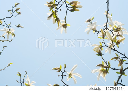 美しく咲き誇る桜	 127545434