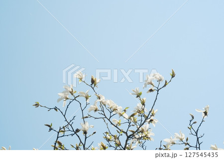 美しく咲き誇る桜	 127545435