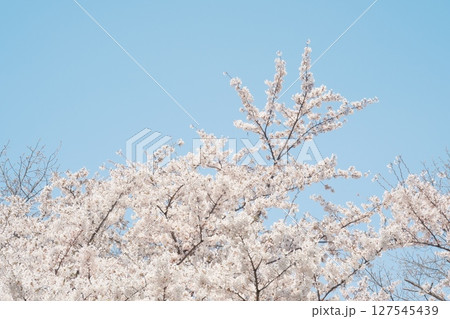 美しく咲き誇る桜	 127545439