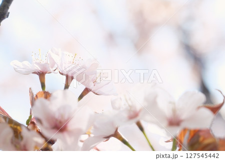 美しく咲き誇る桜	 127545442