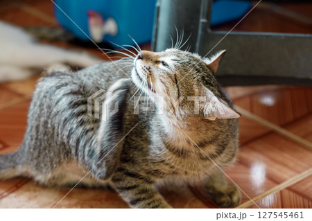 Young tabby cat licking fur and scratching belly, possible flea infestation or skin condition in domestic cat 127545461