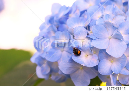 青い紫陽花とてんとう虫 青い紫陽花とてんとう虫 127545545