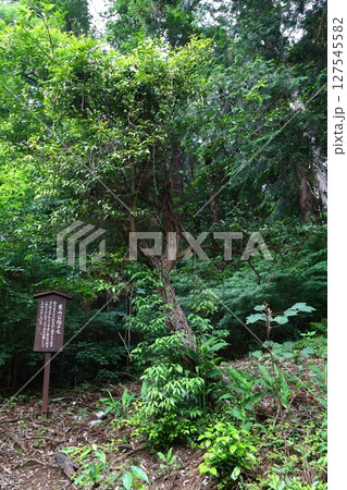 大中寺の七不思議 東山一口拍子木 大中寺の七不思議 東山一口拍子木 127545582