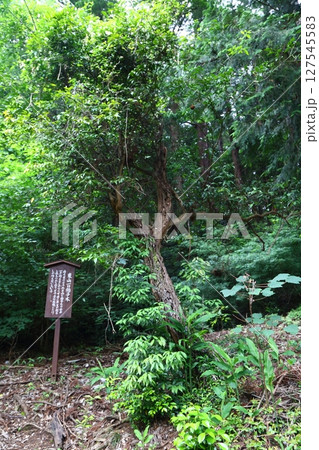 大中寺の七不思議 東山一口拍子木 大中寺の七不思議 東山一口拍子木 127545583